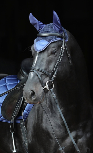 Nauszniki dla konia Empara, granatowy/biały, roz. Cob/Full, Covalliero