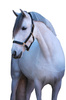 Kantar dla konia Eco, skórzany, czarny, roz. Pony, Covalliero