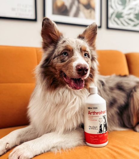 Preparat na wsparcie stawów dla psa i kota - LAB-V Arthrohard 500 ml