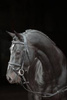 Ogłowie dla konia Classic, różne kolory, różne rozmiary (od Pony do XFull), Covalliero