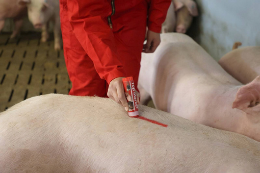 Kredka do znakowania zwierząt TopMarker, 60 g, żółta, Kerbl