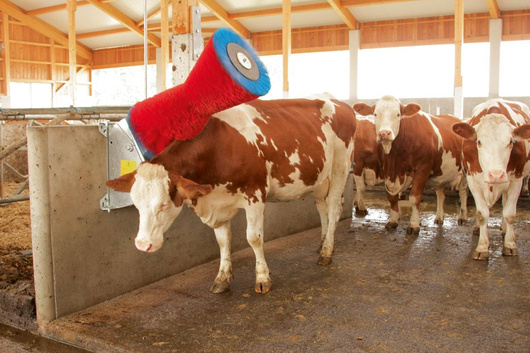 Czochradło automatyczne HAPPYCOW Uno, szczota polipropylen PP, Kerbl