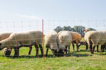 Siatka dla owiec TopLine Net, 50m, 108 cm, poj. szpic, biało-pomarańczowa