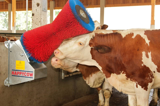 Czochradło automatyczne HAPPYCOW Uno, szczota polipropylen PP, Kerbl