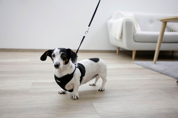 Uprząż dla szczeniąt ze smyczą, 24 - 44 cm x 10 mm, Kerbl