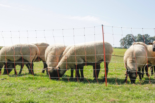 Siatka dla owiec TopLine Net, 50 m, 108 cm, pod. szpic, biało-pomarańczowa, Kerbl