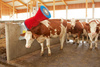 Czochradło automatyczne HAPPYCOW Uno, szczota polipropylen PP, Kerbl