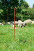 Siatka dla owiec OviNet, 50m, 108 cm, poj. szpic, pomarańczowa, Kerbl