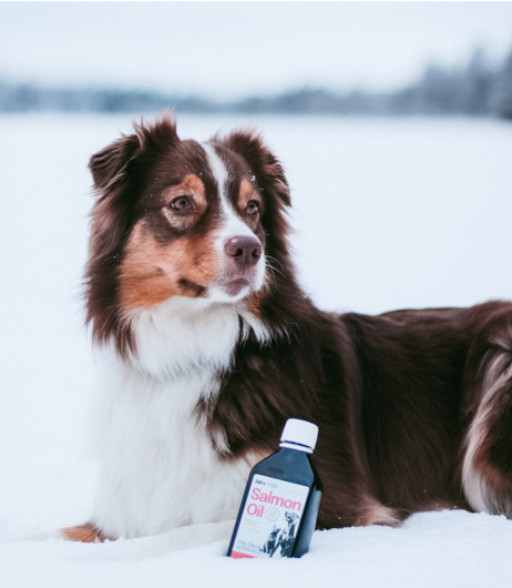 Olej z Łososia 100% - Dla Psa i Kota w Każdym Wieku - Lab-V - 500 ml