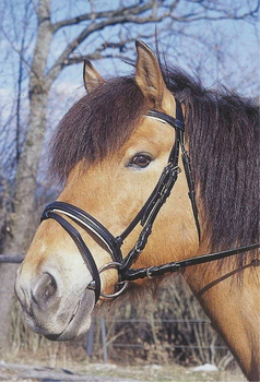 Ogłowie dla konia Standard, czarny, roz. Pony, Covalliero