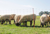 Siatka dla owiec TopLine Net, 50 m, 108 cm, pod. szpic, biało-pomarańczowa, Kerbl
