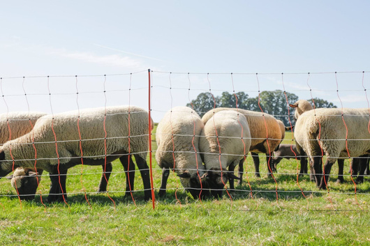 Siatka dla owiec TopLine Net, 50 m, 108 cm, pod. szpic, biało-pomarańczowa, Kerbl