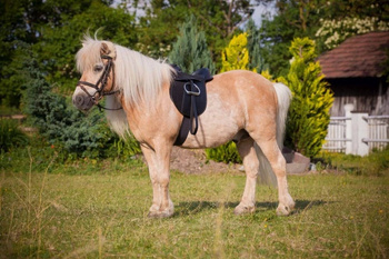 Siodło wszechstronne, roz. Pony, 15,0", czarny, komplet, Covalliero