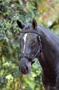 Kawecan dla konia, czarny, roz. Cob, Covalliero