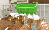 Poidło dla cieląt kompletne, "Multi Feeder", Canagri