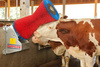 Czochradło automatyczne HAPPYCOW Uno, szczota polipropylen PP, Kerbl