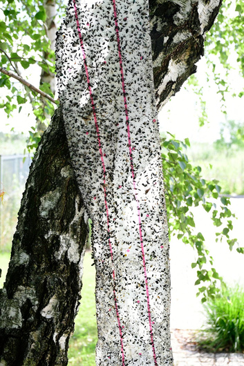 Lep na muchy w rolce, 10 m x 25 cm, CIT