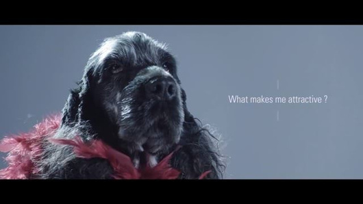 Maszynka do strzyżenia małych zwierząt Favorita Speed, czerwony, Aesculap