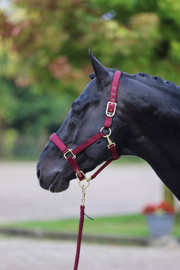 Kantar dla konia Classy, bordowy, roz. Pony, Covalliero