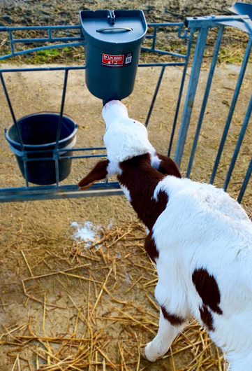 Wiaderko do karmienia cieląt Milk Bar 1 3L z Przykrywką