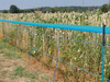 Siatka do ochrony przed dzikami WildNet, 50 m x 90 cm, Kerbl