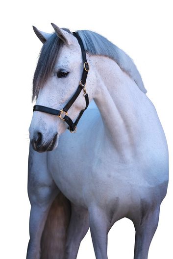 Kantar dla konia Eco, skórzany, czarny, roz. Pony, Covalliero