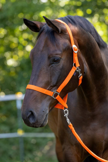 Kantar dla konia Hippo, Różne kolory, różne rozmiary (od Foal do XXFull), Covalliero