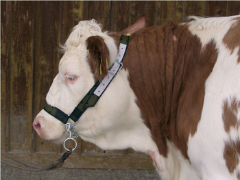 Kantar dla bydła z łańcuchem Profi, zielony, Canagri